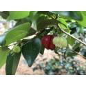 Cây cherry surinam